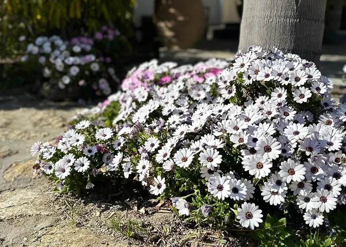 Διαμέρισμα Divers House *